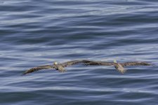 IVA_4907-Edit.jpg