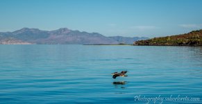 DSC_1352.jpg