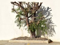 Tree.jpg