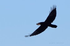 crow-meal1-cr.jpg
