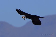 crow-meal2-cr.jpg