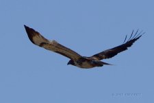 osprey1-cr.jpg
