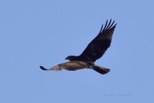 osprey2-cr.jpg