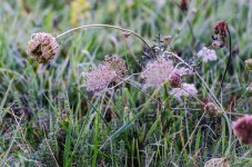 20150909-flowers.jpg