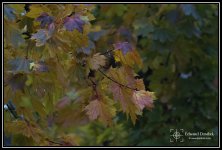 Rainy_Foliage_01.jpg