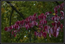 Rainy_Foliage_02.jpg