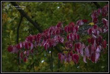 Rainy_Foliage_02.jpg