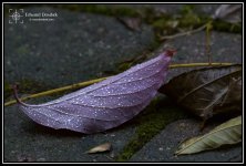 Rainy_Foliage_03.jpg