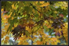 Rainy_Foliage_04.jpg