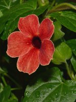 Thunbergia.jpg