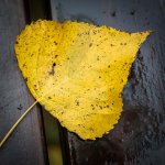 20151014-Autumn leave.jpg