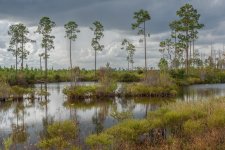 Okefenokee--12.jpg