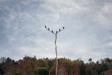 Okefenokee--4 (1000x668).jpg