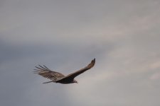 Okefenokee--6 (1000x668).jpg