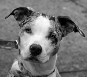 sweet dog #2.jpg