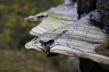 _DSC0218.jpg