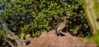 DSC_1730.jpg
