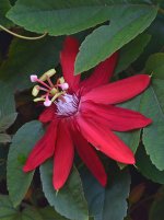 Passiflora.jpg