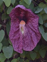 Aristolochia.jpg