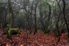 Fall In The Mountains--.jpg