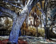 10-29-15 Tradewinds  IR   8 small.jpg