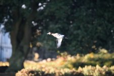 DSC_5132pre.jpg