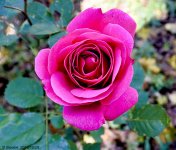 _DSC0242.jpg
