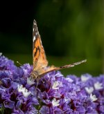 untitled-1-514.jpg
