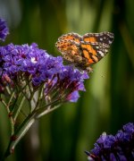 untitled-1-510.jpg