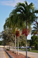 ch_palm.jpg