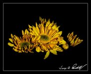 W_DSC_8146.jpg