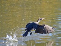 Cormorant2.jpg