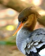 31 October 2015 - Winged Bird with Feathers.jpg