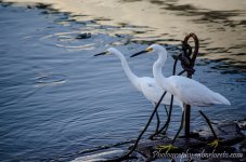 DSC_1901.jpg