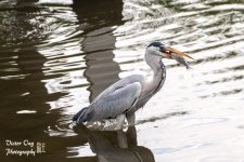 DSC_4165.jpg