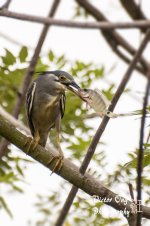 DSC_4172.jpg