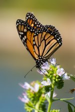DSC_7557.jpg
