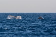 DSC_6516.jpg