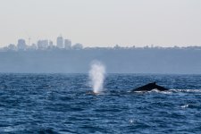 DSC_6526.jpg