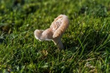 Little-Shroom2.jpg