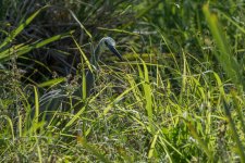 DSC_7547.jpg