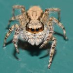 Spider3.jpg