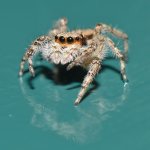 Spider2.jpg