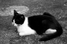 bw_cat.jpg