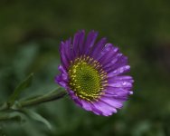 _DSC1544.jpg