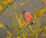DSC_4172.jpg
