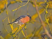 DSC_4175.jpg