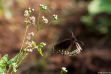 DSC_6031.jpg