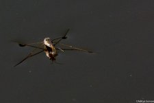 DSC_5935.jpg