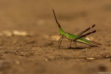 DSC_5902.jpg